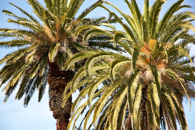 Palms